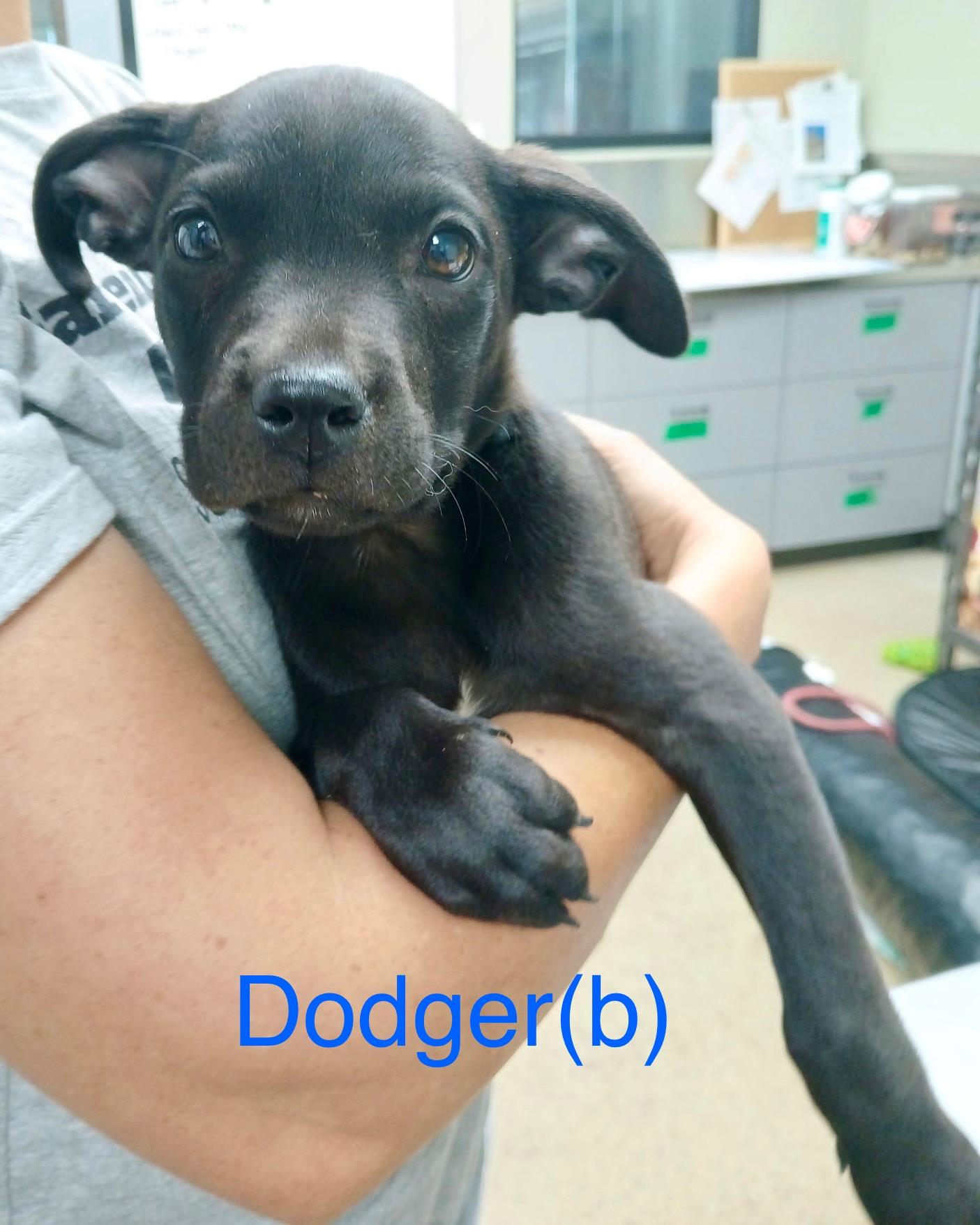 Enlarge Dodger, a Adopted mixed breed in Whiting, NJ image 1/1