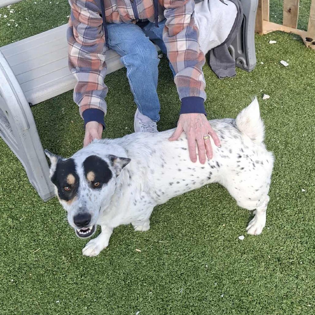 Enlarge Irwin, a Adoptable mixed breed in Hannibal, MO image 1/4