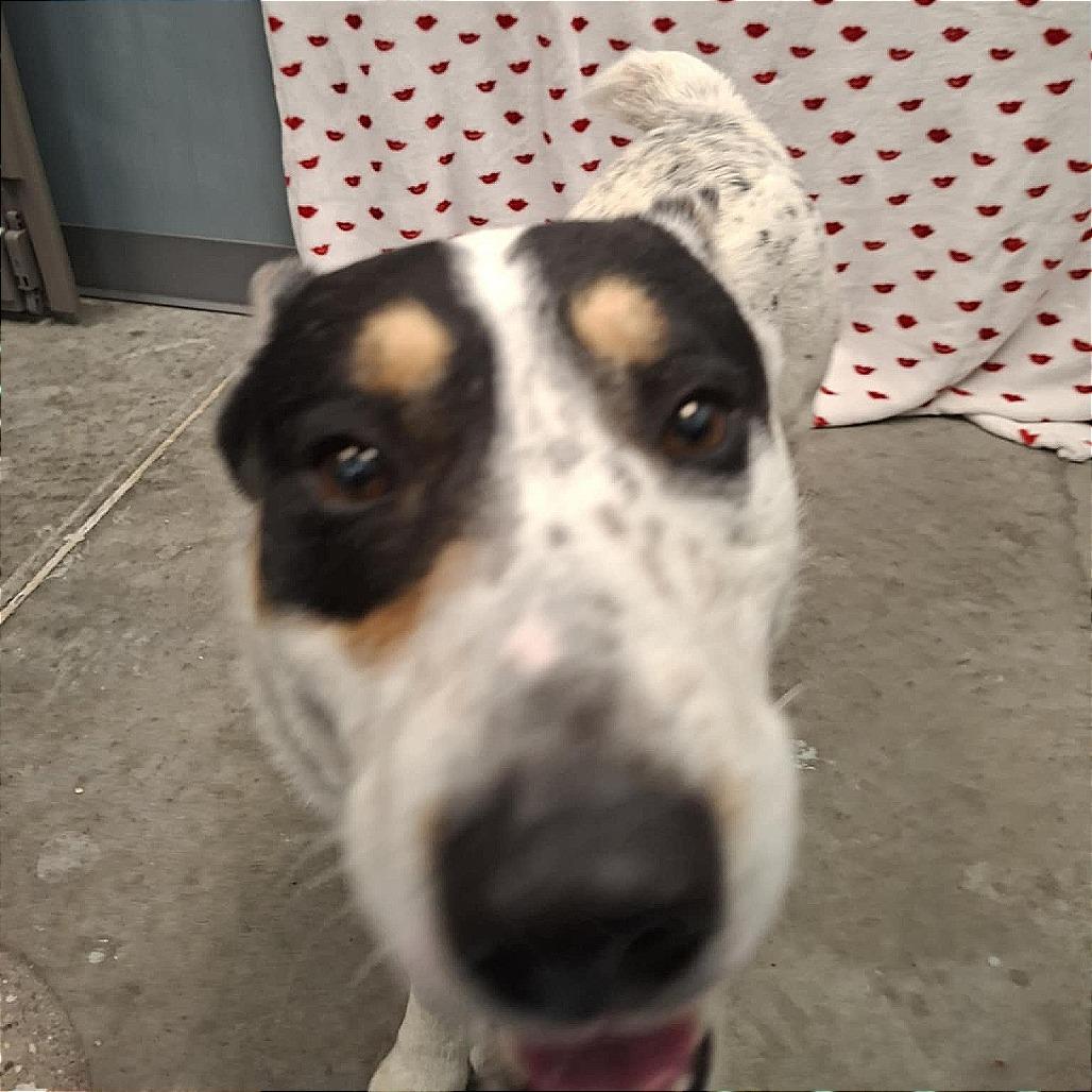 Enlarge Irwin, a Adoptable mixed breed in Hannibal, MO image 3/4