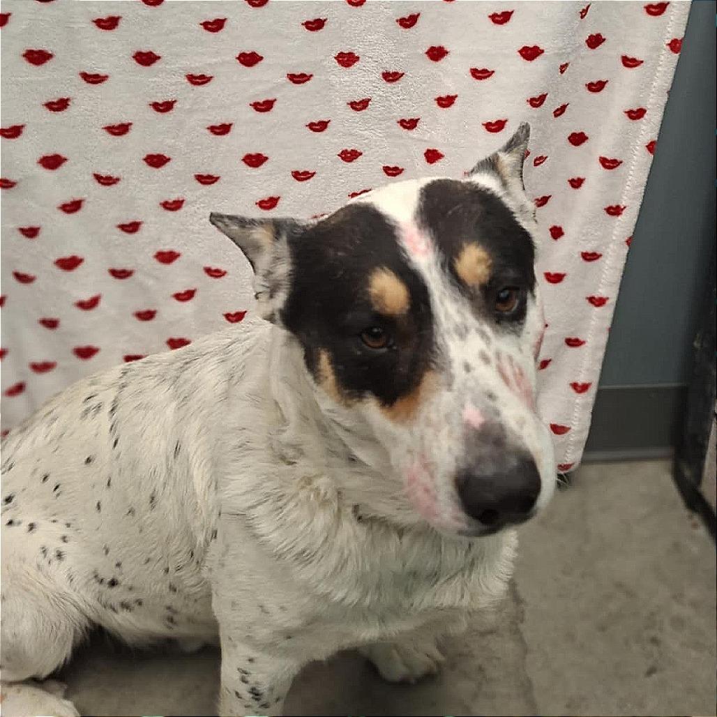 Enlarge Irwin, a Adoptable mixed breed in Hannibal, MO image 4/4