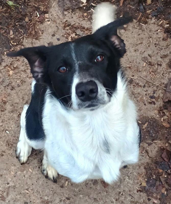 Buddy*Adoption Pending*, Adoptable, Young Male Border Collie & Beagle.
