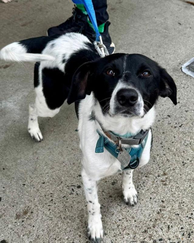 Enlarge Buddy*Adoption Pending*, a Adoptable mixed breed in Fairfax, VA image 2/2