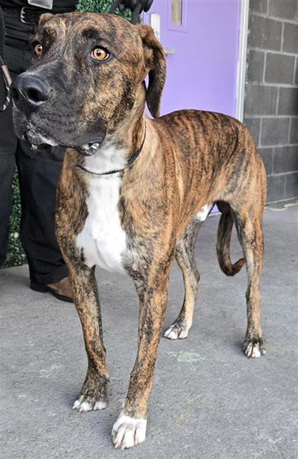 Rascal*, Adoptable, Adult Male Great Dane & Mixed Breed.