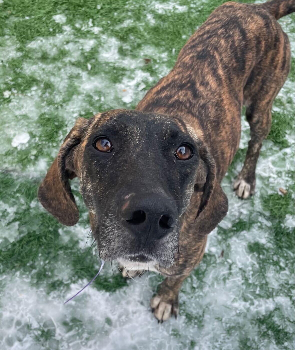 Enlarge Freya *HERE IN NH*, an adopted Mixed Breed in Northwood, NH image 1/6