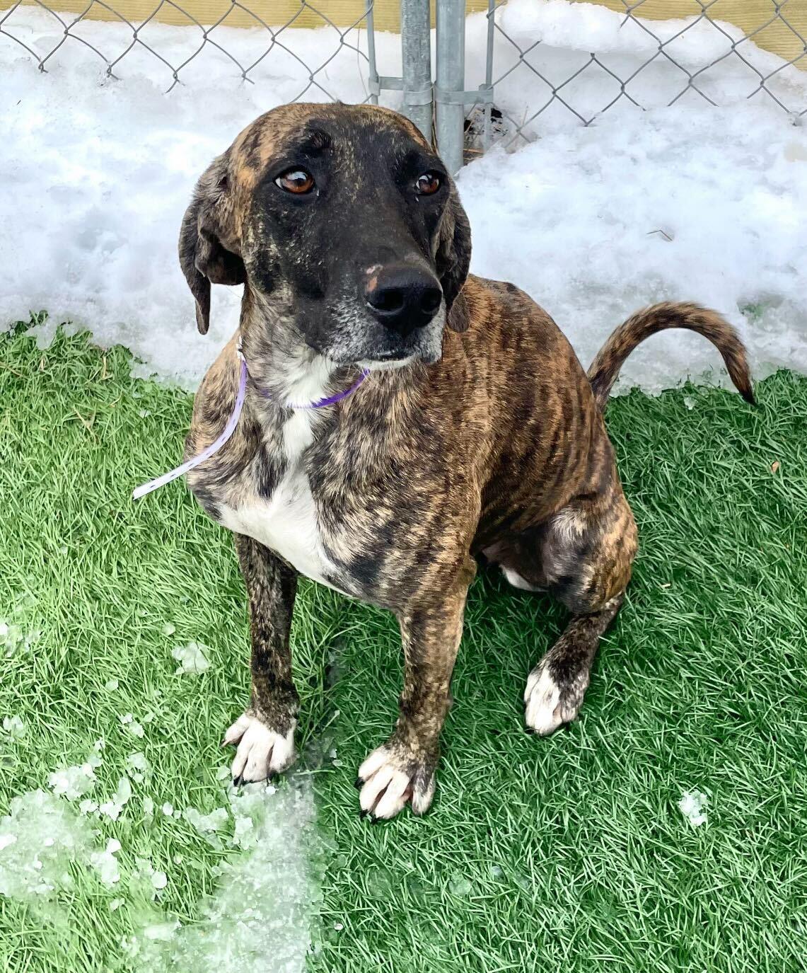 Enlarge Freya *HERE IN NH*, an adopted Mixed Breed in Northwood, NH image 5/6