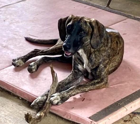 Enlarge Freya, a ADOPTABLE Mixed Breed in Northwood, NH image 2/4