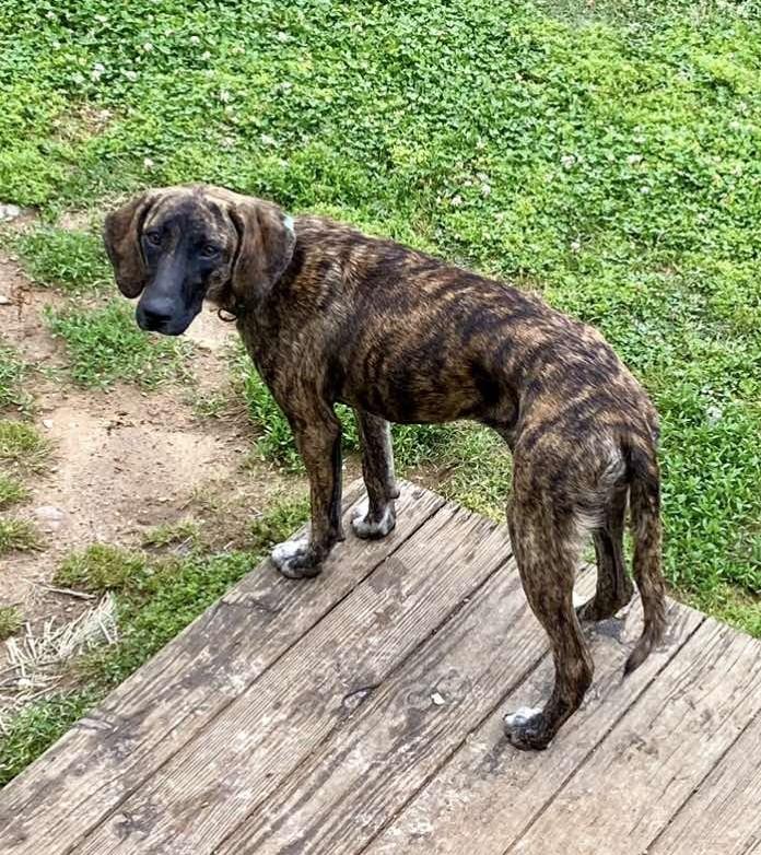 Enlarge Freya, a ADOPTABLE Mixed Breed in Northwood, NH image 3/4