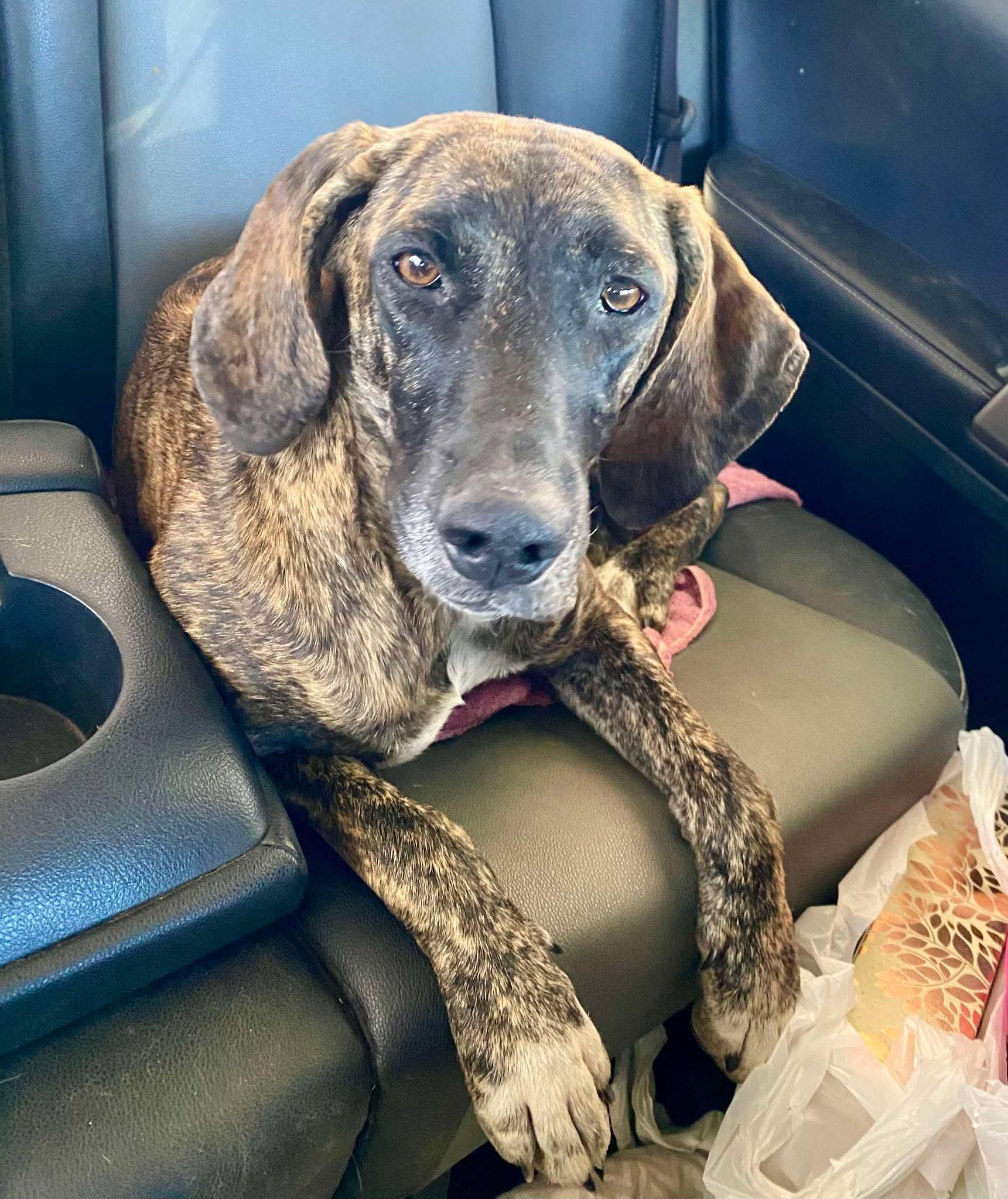 Enlarge Freya, a ADOPTABLE Mixed Breed in Northwood, NH image 1/4