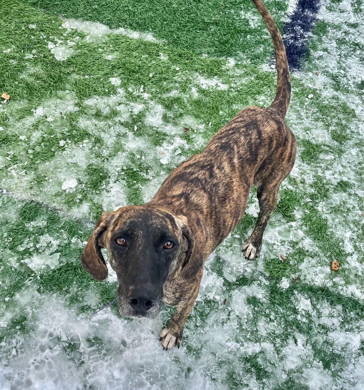 Enlarge Freya *HERE IN NH*, an adopted Mixed Breed in Northwood, NH image 6/6