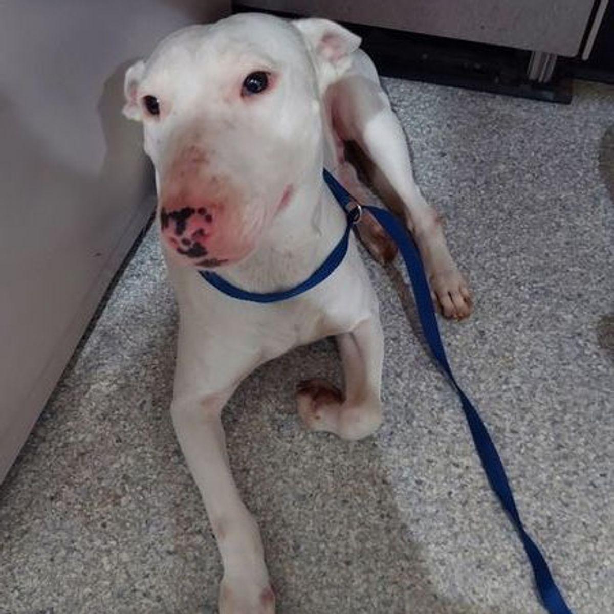 Enlarge Petey, a Adoptable Bull Terrier in Lake Havasu City, AZ image 1/2