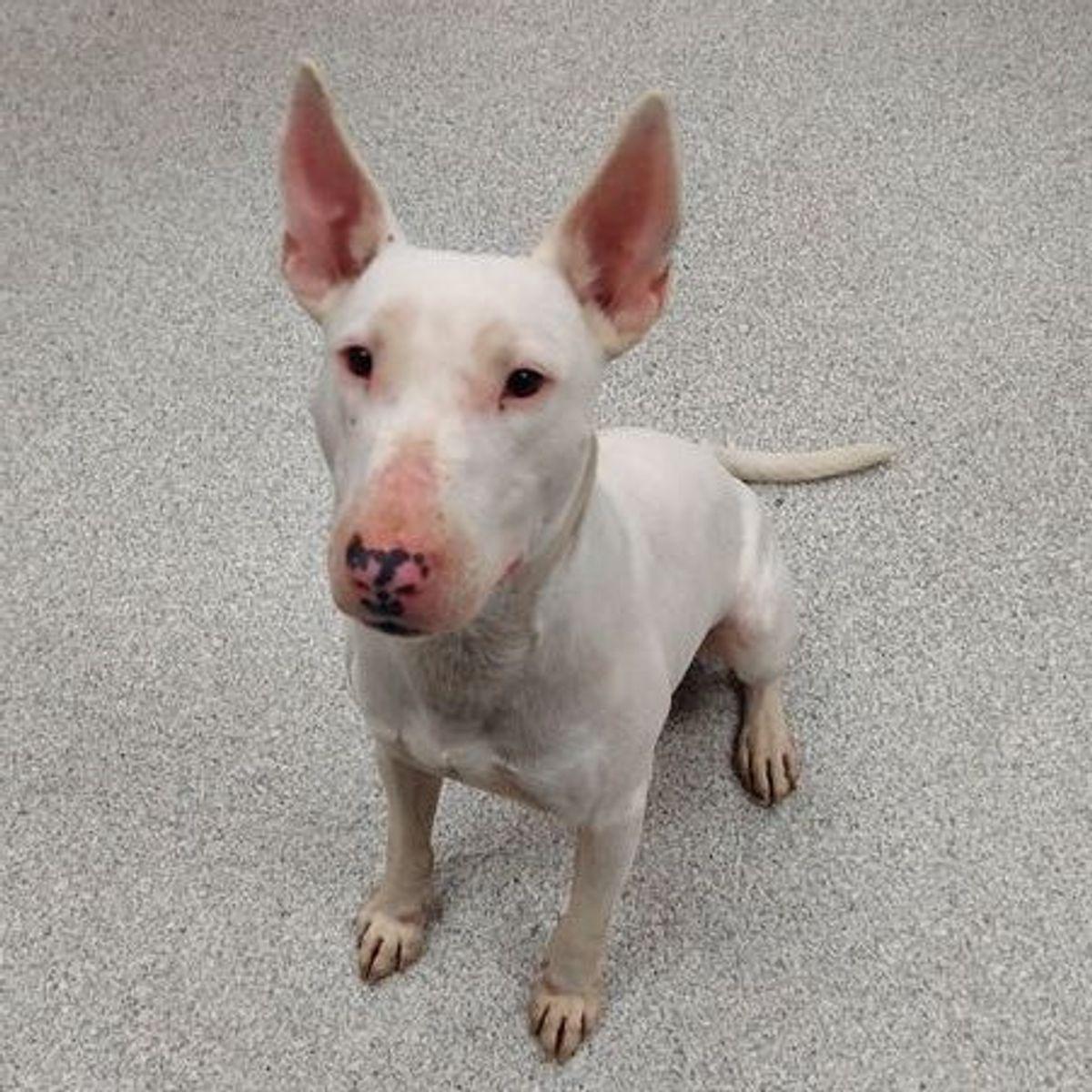 Enlarge Petey, a Adoptable Bull Terrier in Lake Havasu City, AZ image 2/2