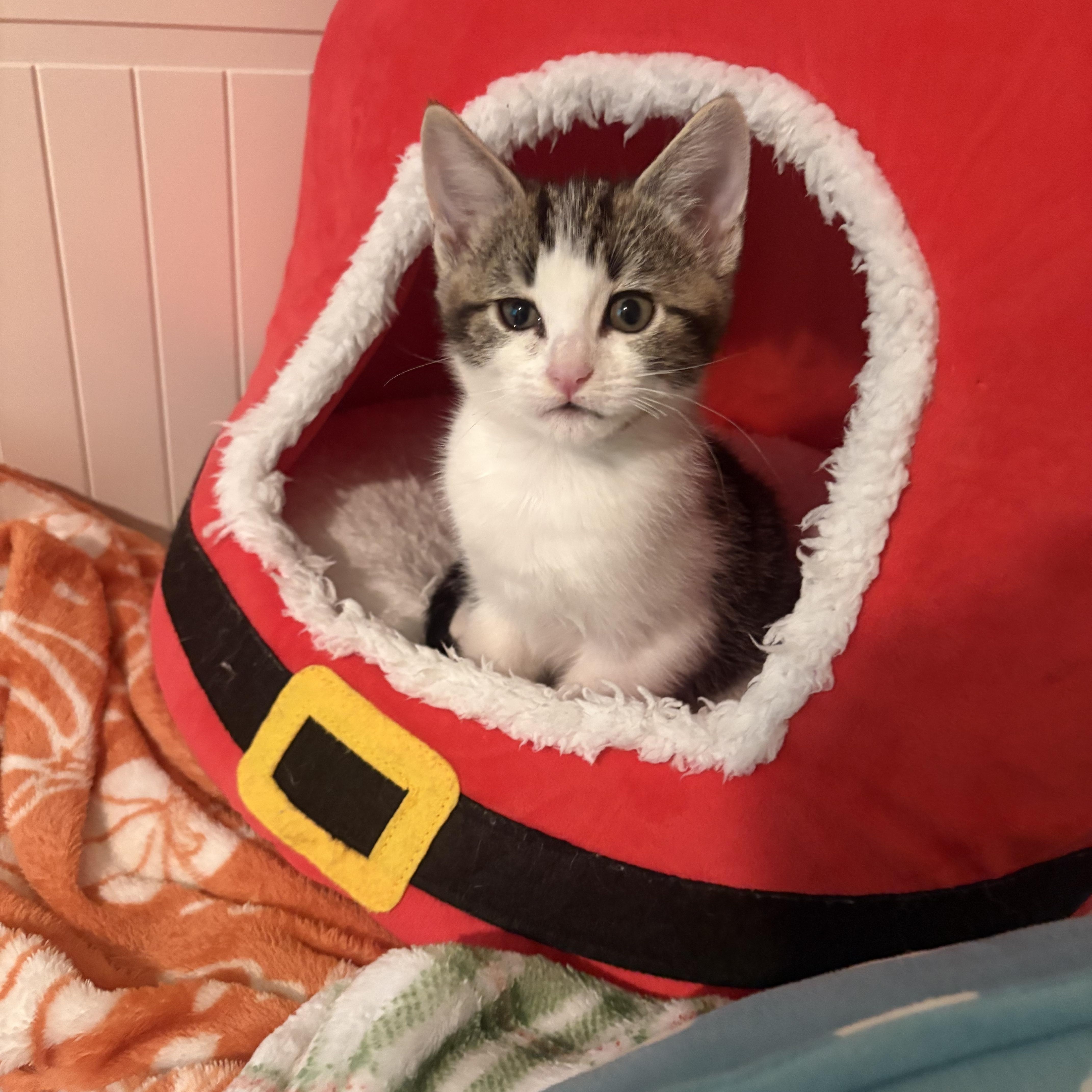 Cheddar, a ADOPTABLE Tabby in Woodinville, WA image 3/4