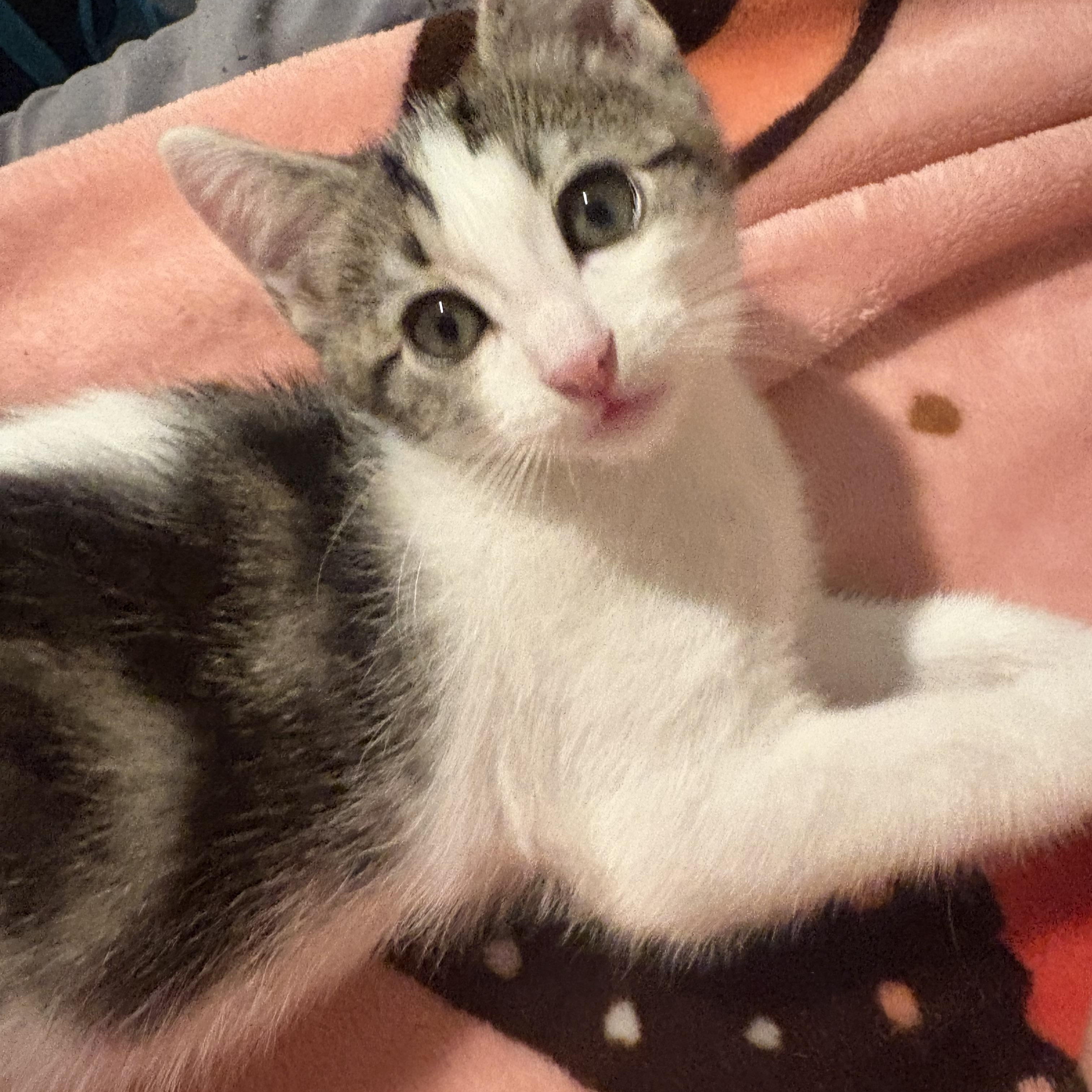 Cheddar, ADOPTABLE, Kitten Male Tabby.