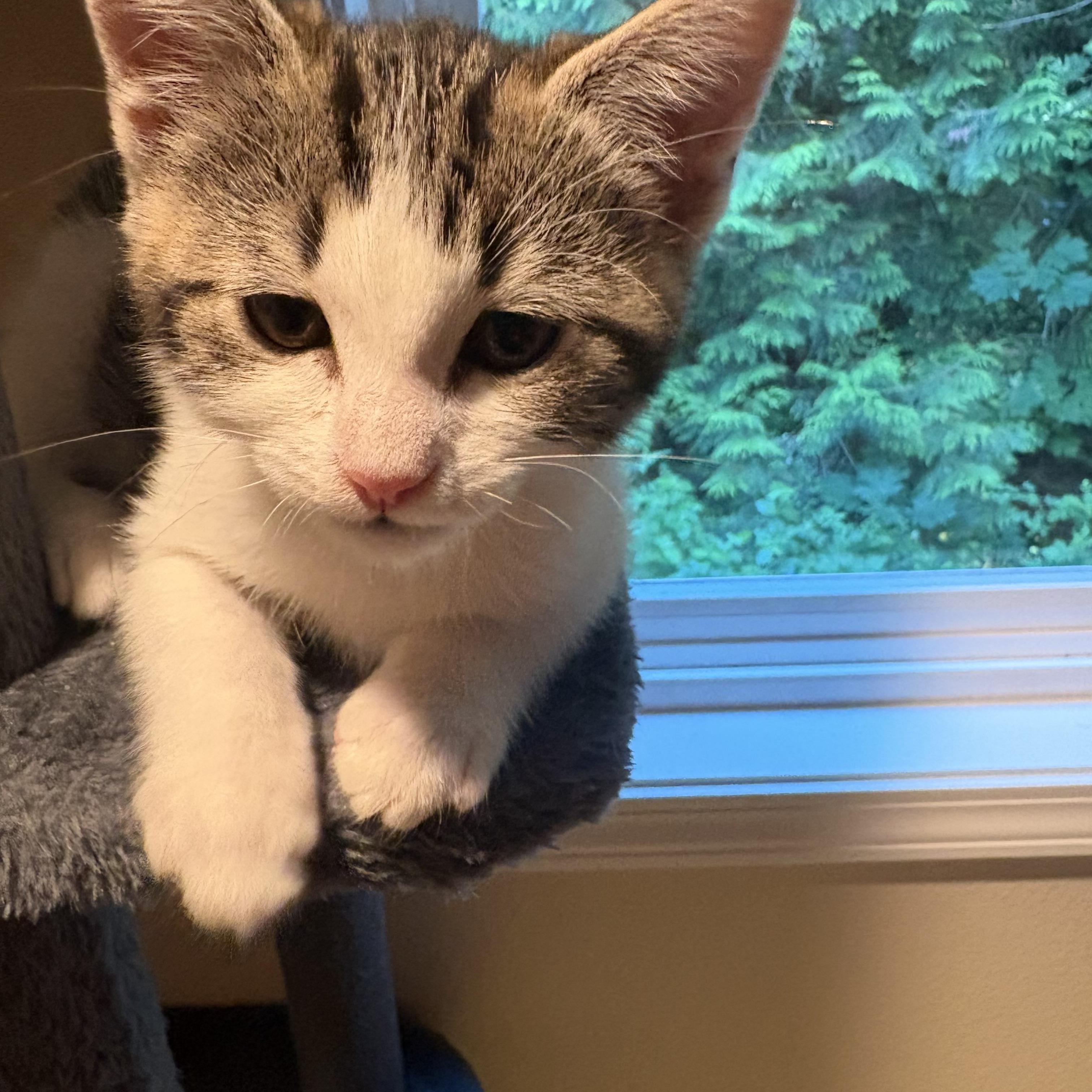 Cheddar, a ADOPTABLE Tabby in Woodinville, WA image 4/4