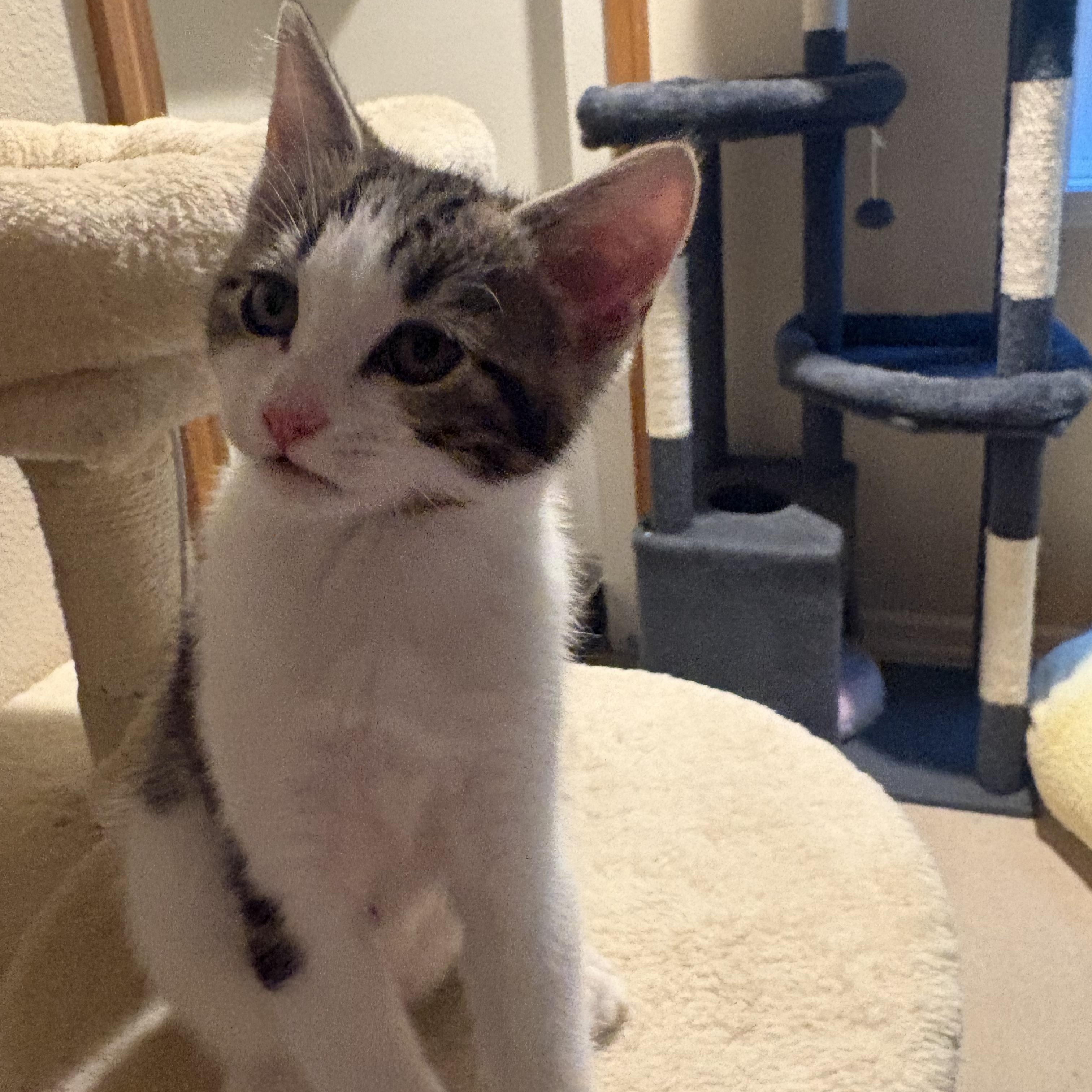 Cheddar, a ADOPTABLE Tabby in Woodinville, WA image 2/4