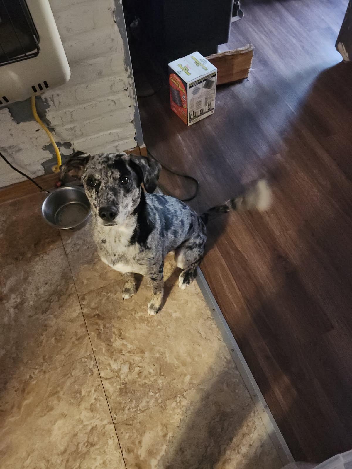 Enlarge KIERA, a ADOPTABLE mixed breed in Chicopee, MA image 4/4