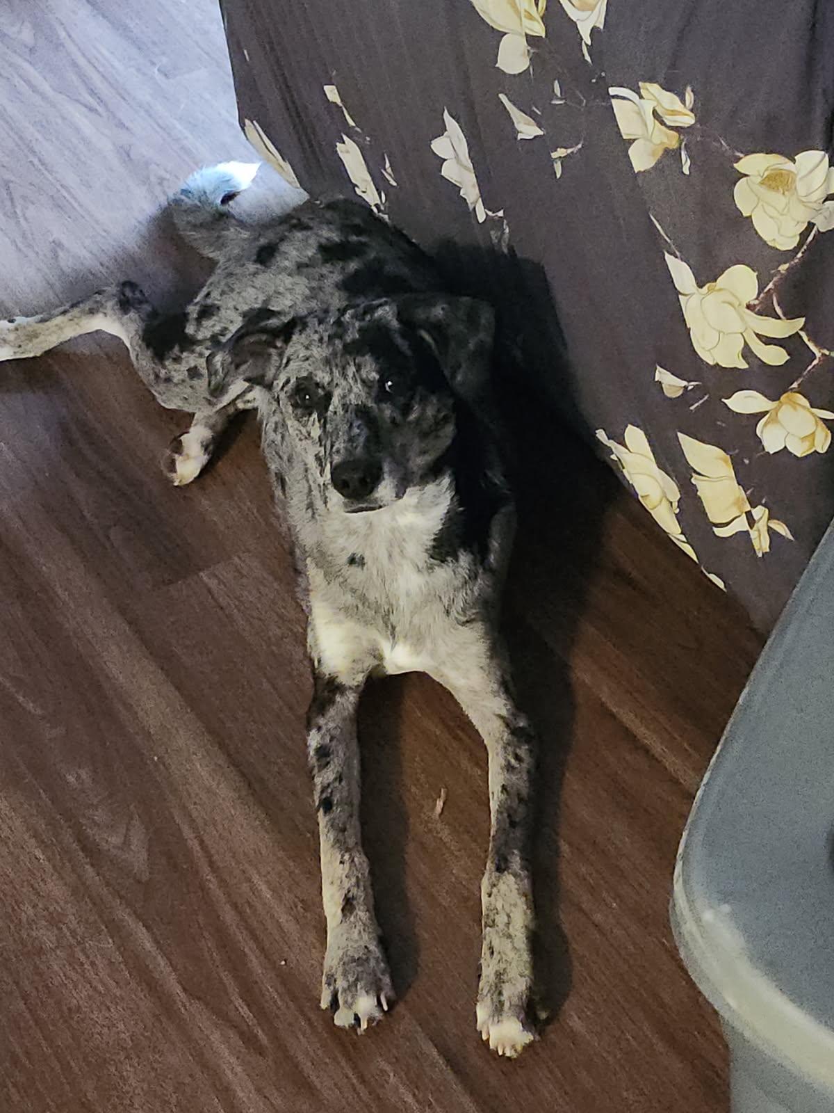 Enlarge KIERA, a ADOPTABLE mixed breed in Chicopee, MA image 2/4