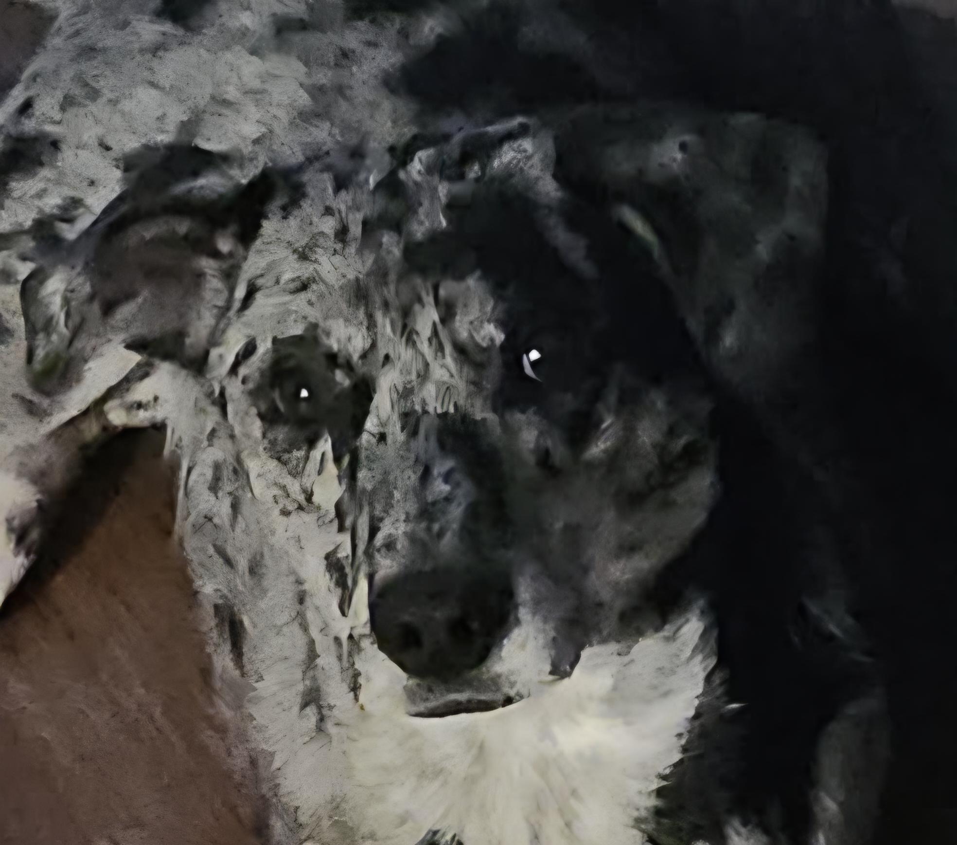 KIERA, ADOPTABLE, Young Female Catahoula Leopard Dog.