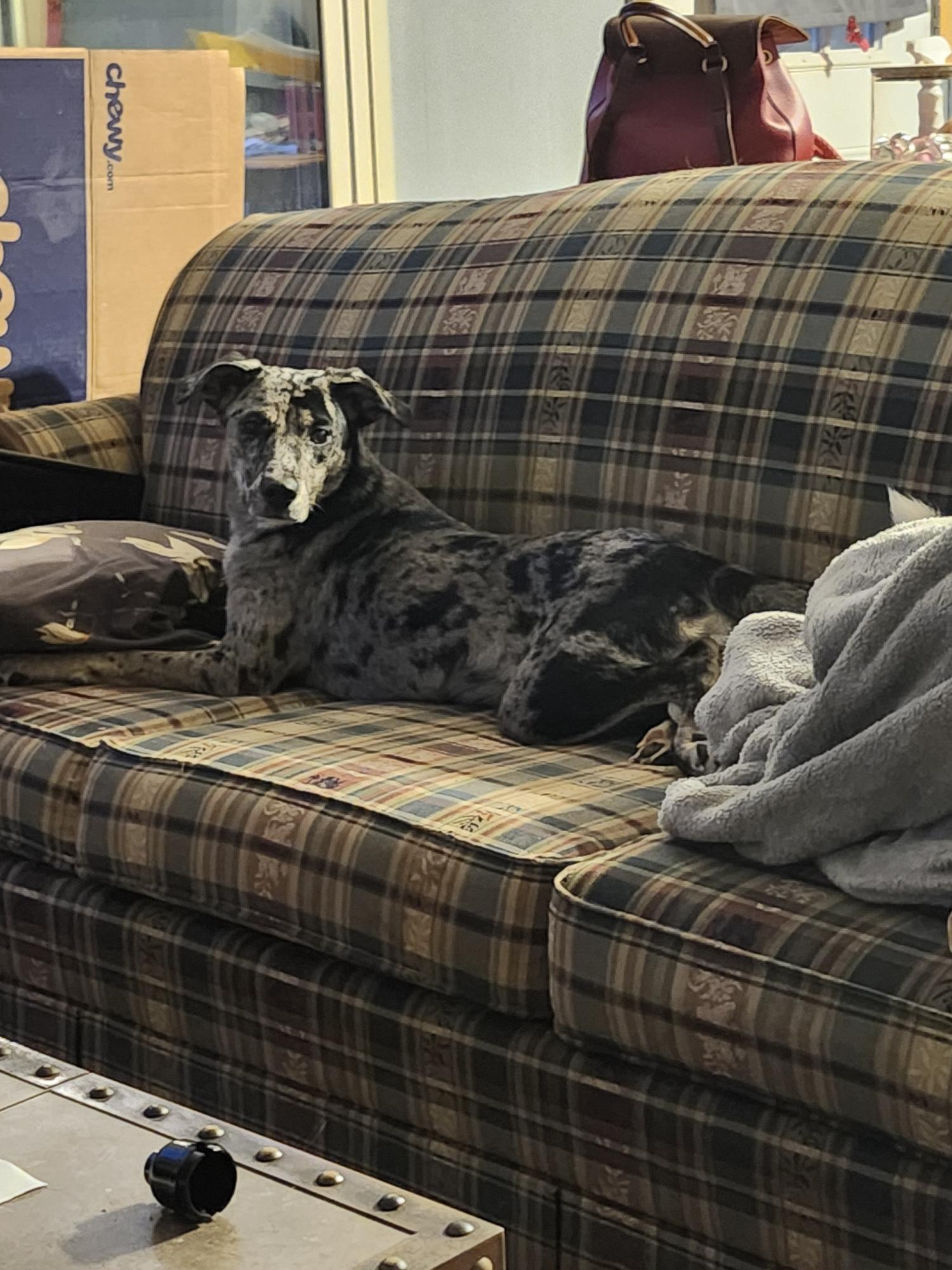 Enlarge KIERA, a ADOPTABLE mixed breed in Chicopee, MA image 3/4