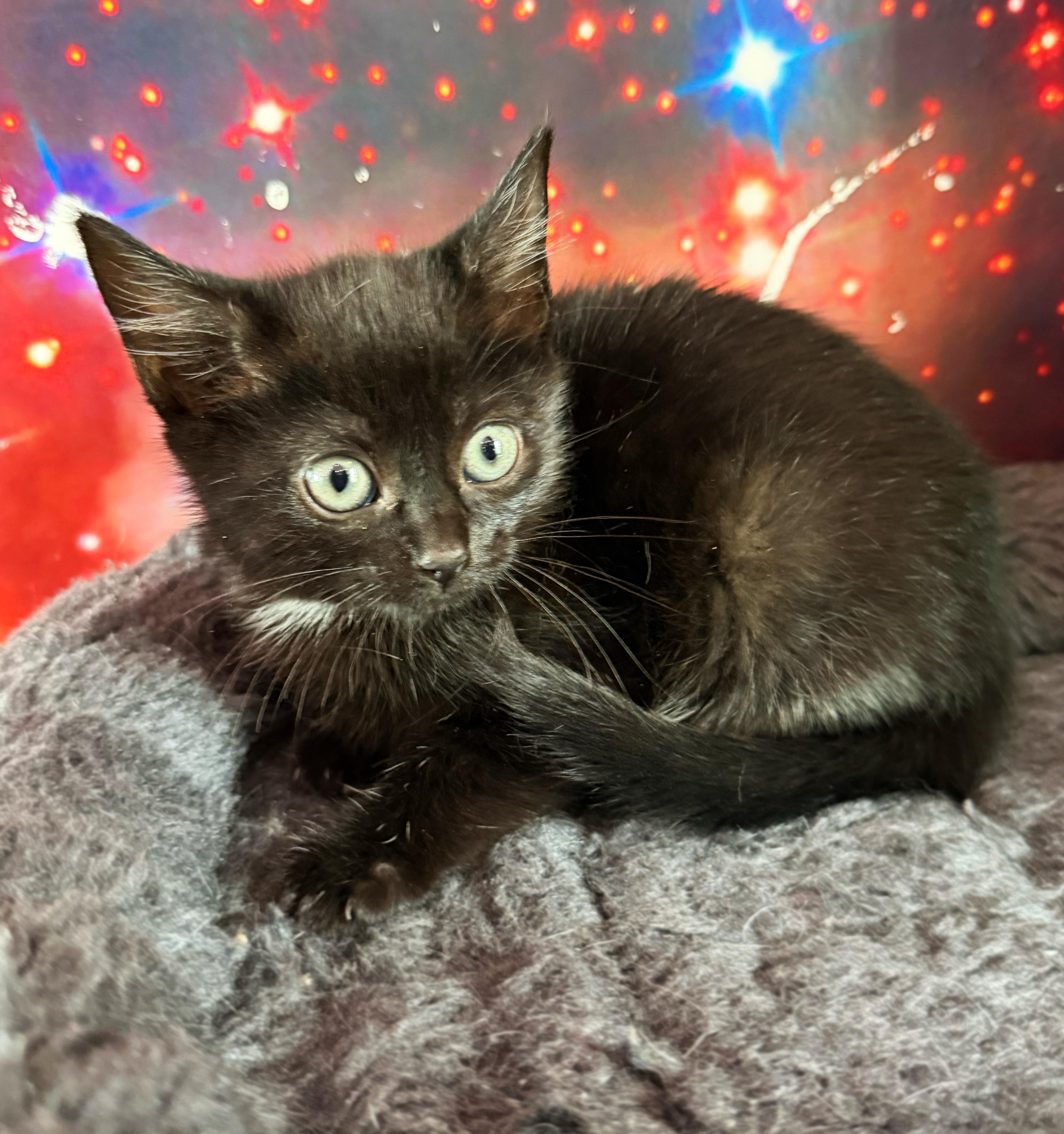 Enlarge Character Study, a ADOPTABLE Domestic Short Hair in Asheville, NC image 1/1