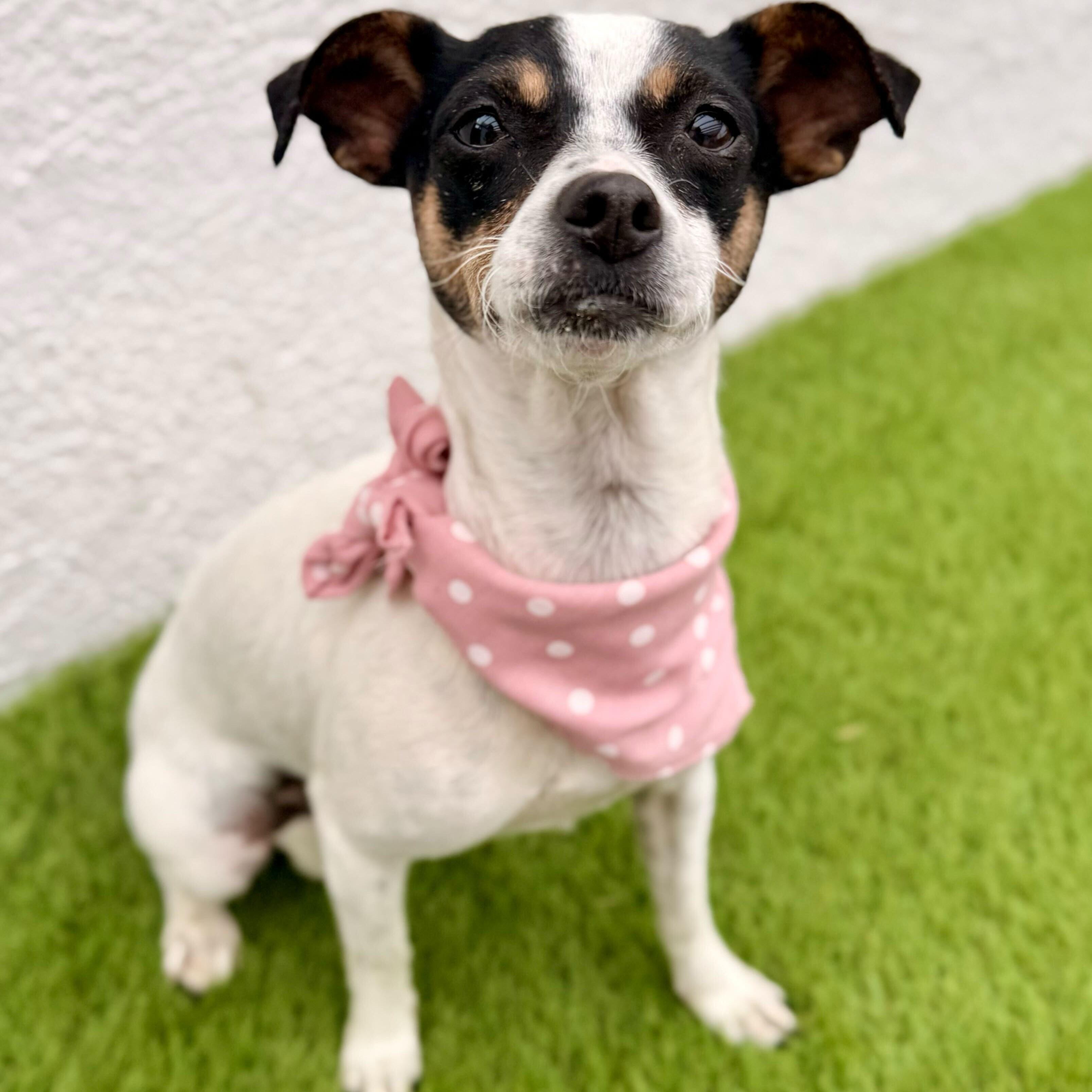 MILLIE, adopted, Young Female Fox Terrier & Jack Russell Terrier.