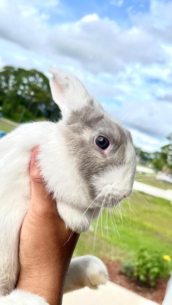 Enlarge Storm, a Adoptable mixed breed in Melbourne, FL image 3/6