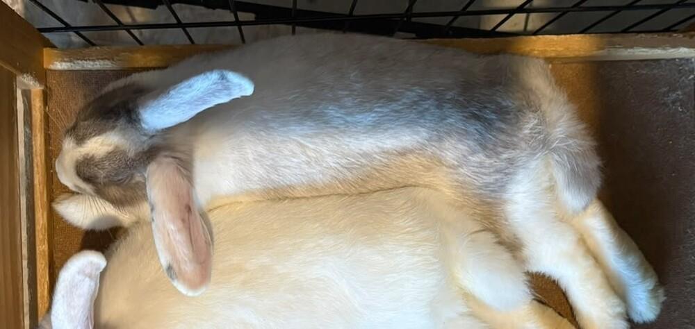 Enlarge Storm, a Adoptable mixed breed in Melbourne, FL image 5/6