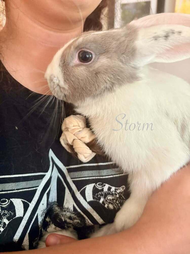 Enlarge Storm, a Adoptable mixed breed in Melbourne, FL image 6/6