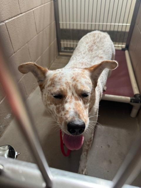 Chica, Adoptable, Adult Female Cattle Dog.