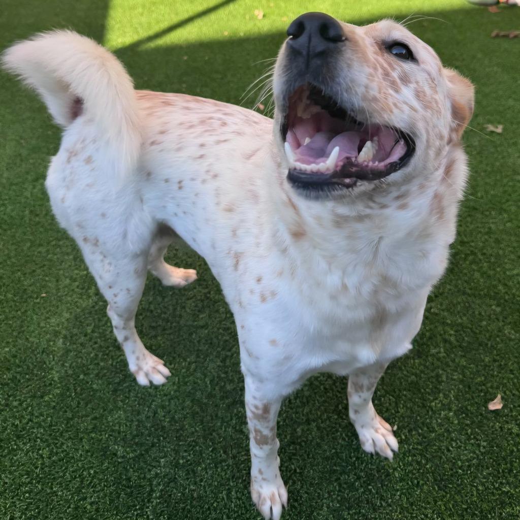 Enlarge Chica, a Adoptable Cattle Dog in Highland Village, TX image 2/5