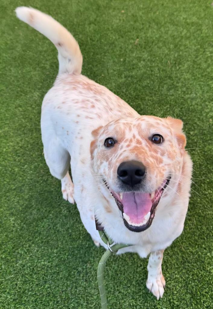 Enlarge Chica, a Adoptable Cattle Dog in Highland Village, TX image 4/5