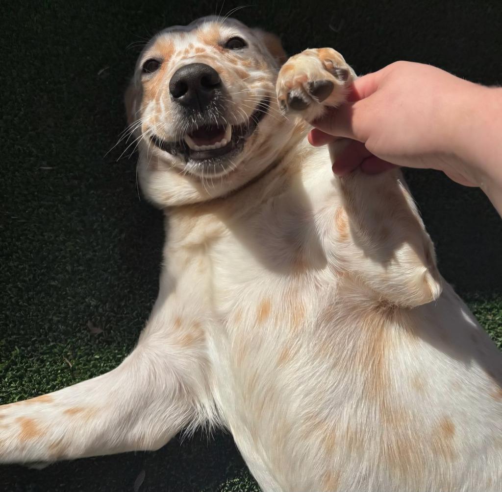 Enlarge Chica, a Adoptable Cattle Dog in Highland Village, TX image 5/5