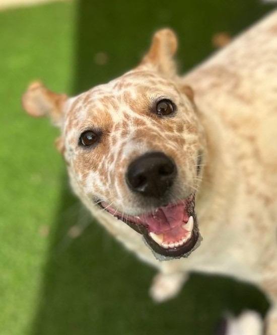 Enlarge Chica, a Adoptable Cattle Dog in Highland Village, TX image 6/6