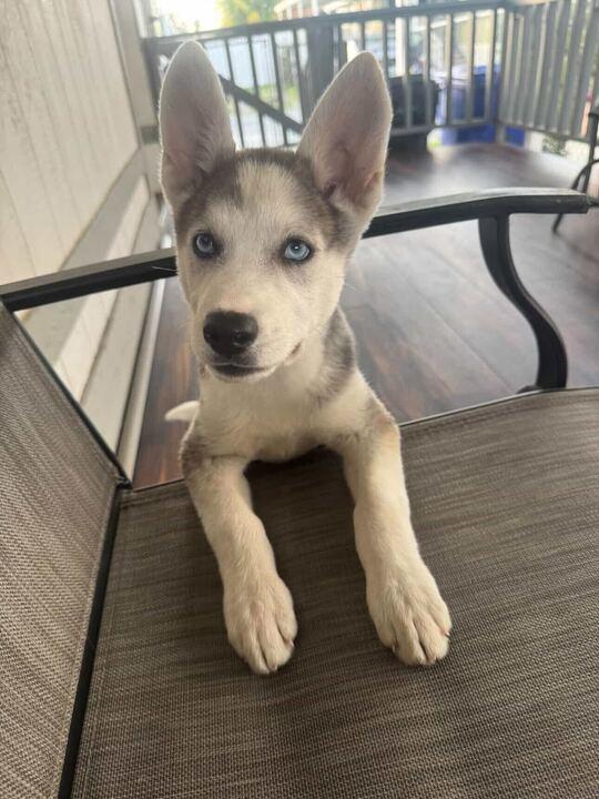 Enlarge Noelle, an adopted Siberian Husky in Castro Valley, CA image 4/6