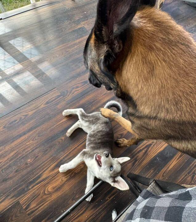 Enlarge Noelle, an adopted Siberian Husky in Castro Valley, CA image 5/6