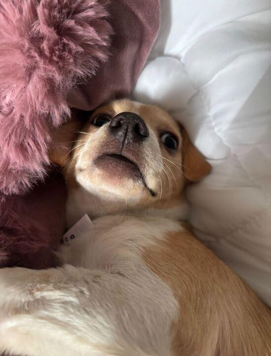 Enlarge Noelle, an adopted Siberian Husky in Castro Valley, CA image 1/6