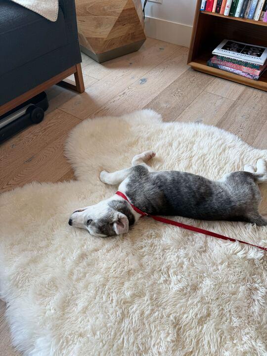 Enlarge Noelle, an adopted Siberian Husky in Castro Valley, CA image 6/6