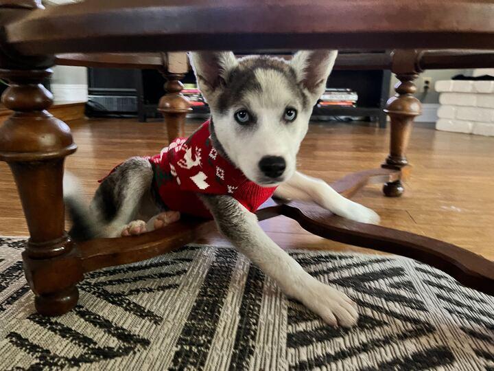 Enlarge Noelle, an adopted Siberian Husky in Castro Valley, CA image 2/6