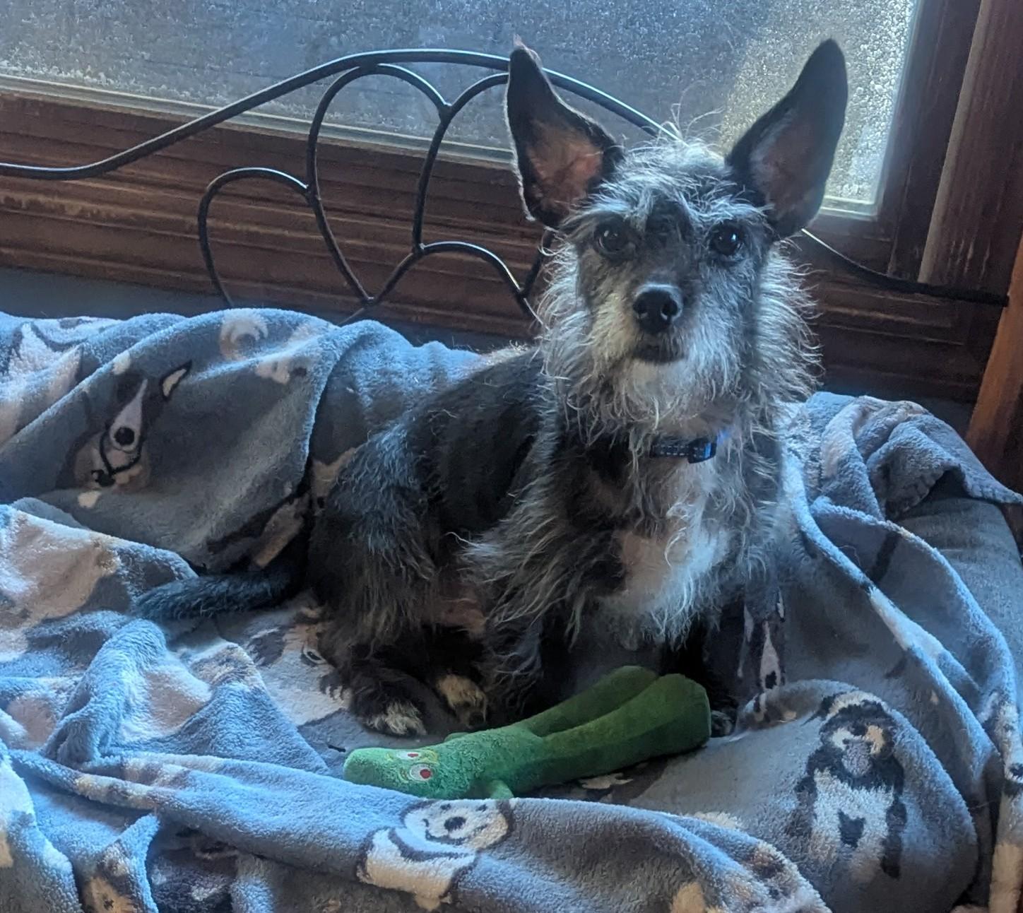 Enlarge Duffy, an adopted mixed breed in Yorkville, IL image 3/5