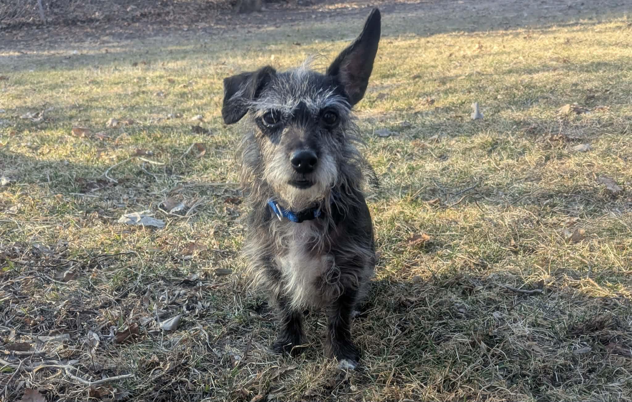 Enlarge Duffy, an adopted mixed breed in Yorkville, IL image 2/5