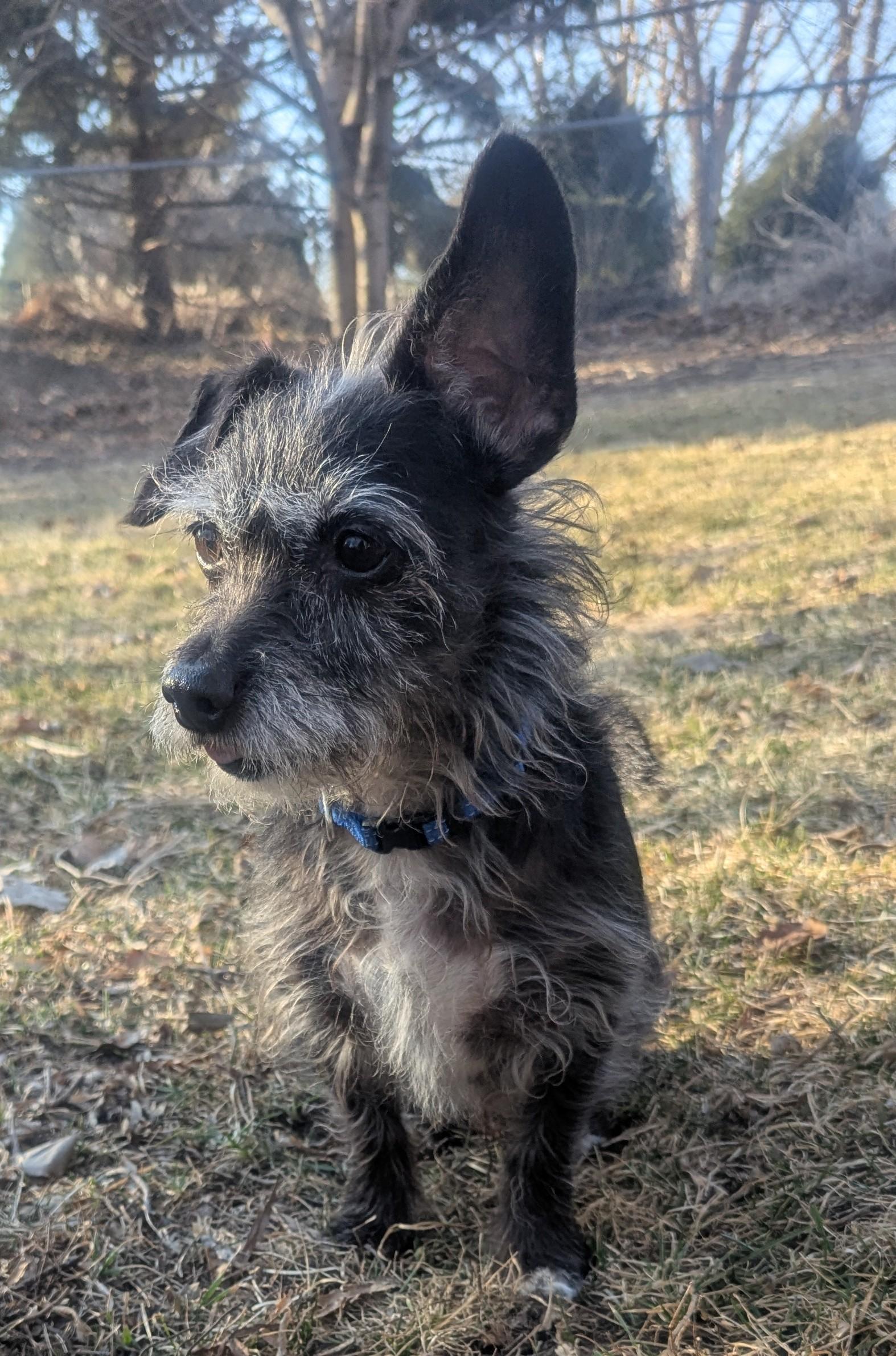 Duffy, adopted, Adult Male Scottish Terrier & Chihuahua.