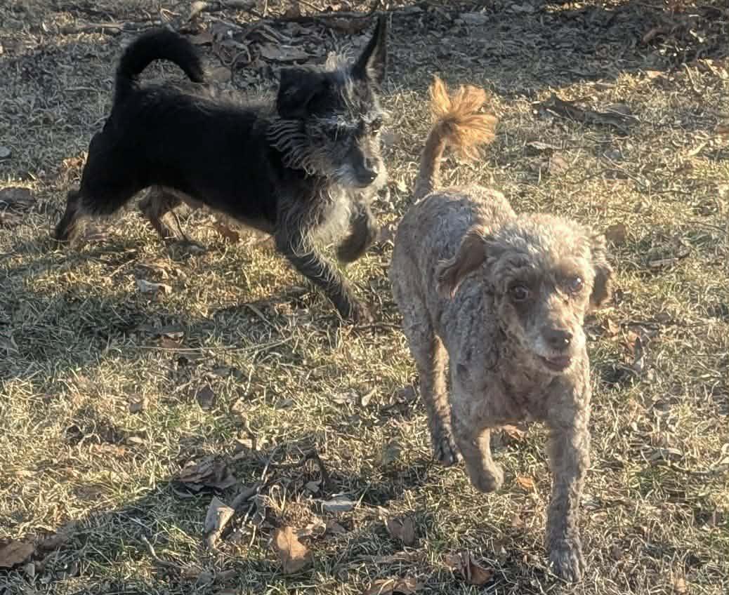 Enlarge Duffy, an adopted mixed breed in Yorkville, IL image 4/5