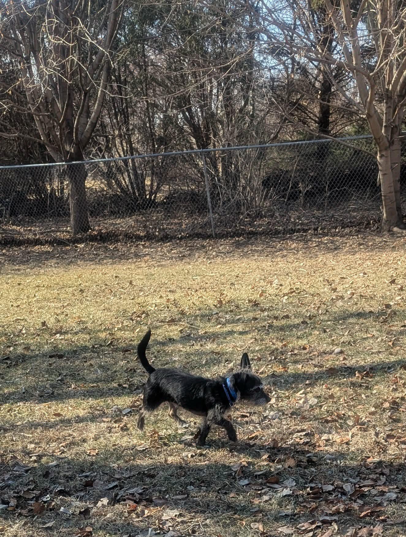 Enlarge Duffy, an adopted mixed breed in Yorkville, IL image 5/5