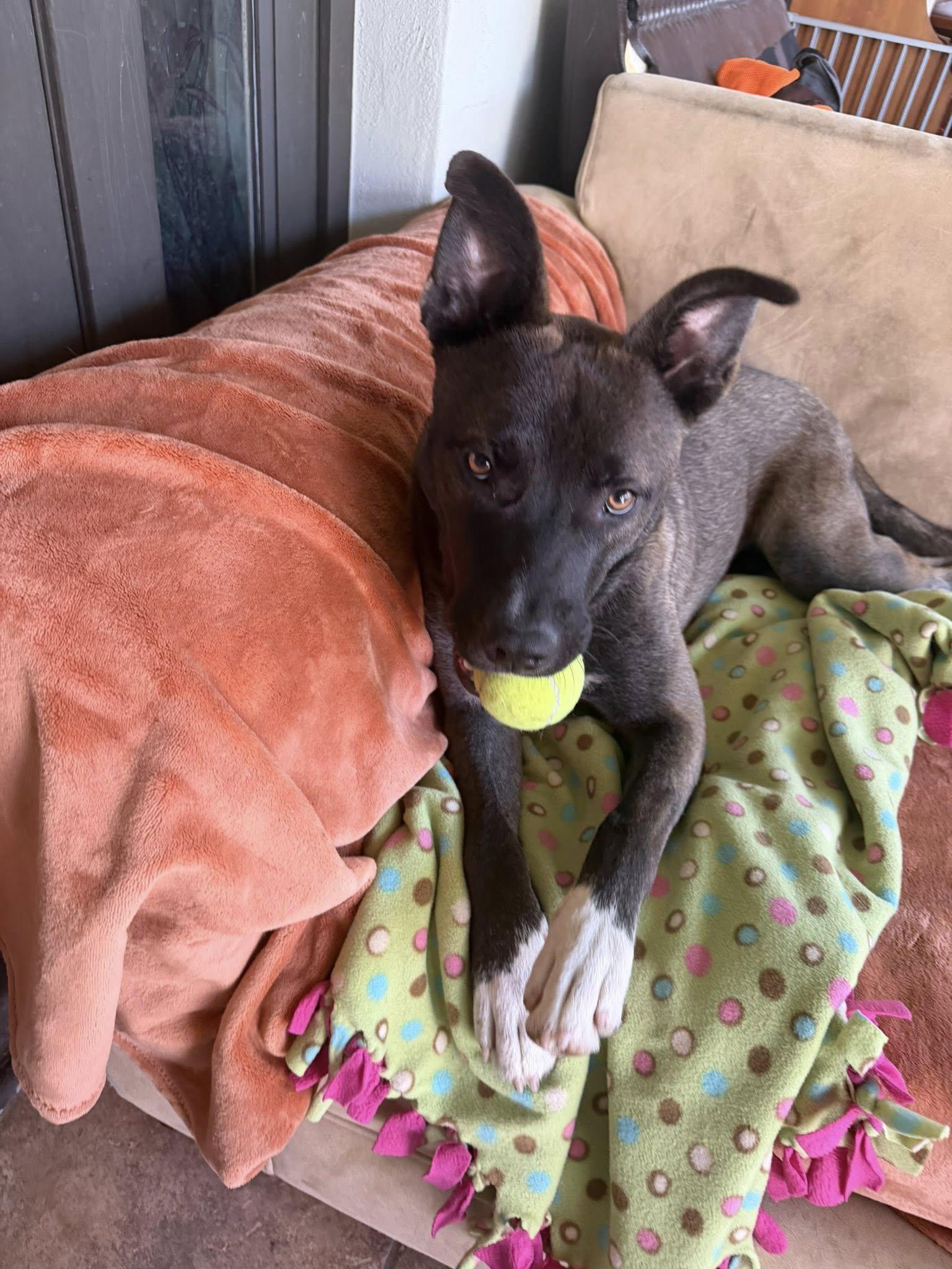 Hydro, Adopted, Young Male Shepherd & Staffordshire Bull Terrier.