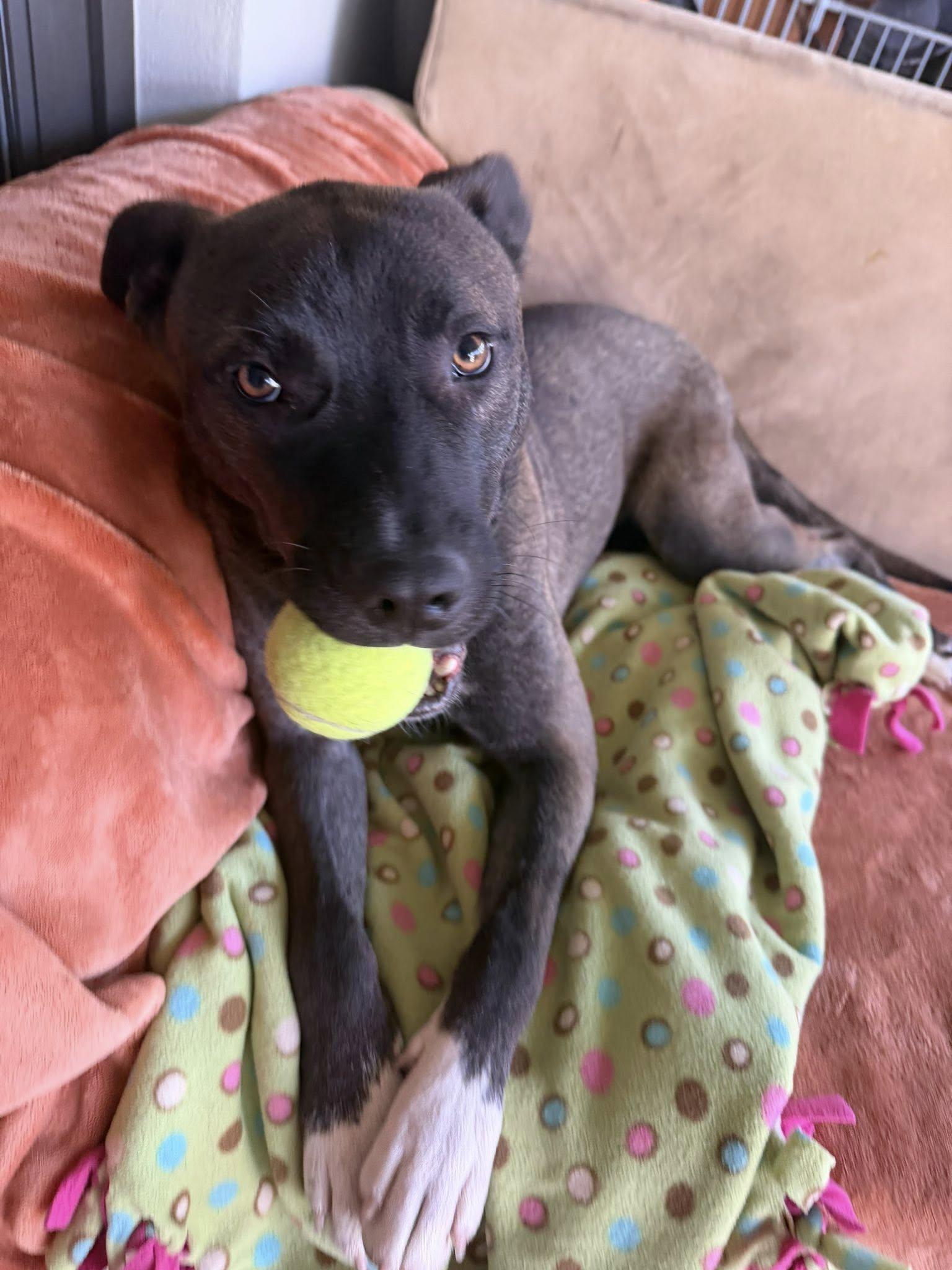 Hydro, a Adopted mixed breed in Phoenix, AZ image 2/3