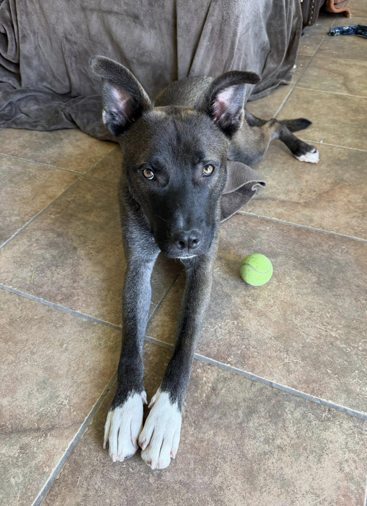 Hydro, a Adopted mixed breed in Phoenix, AZ image 3/3