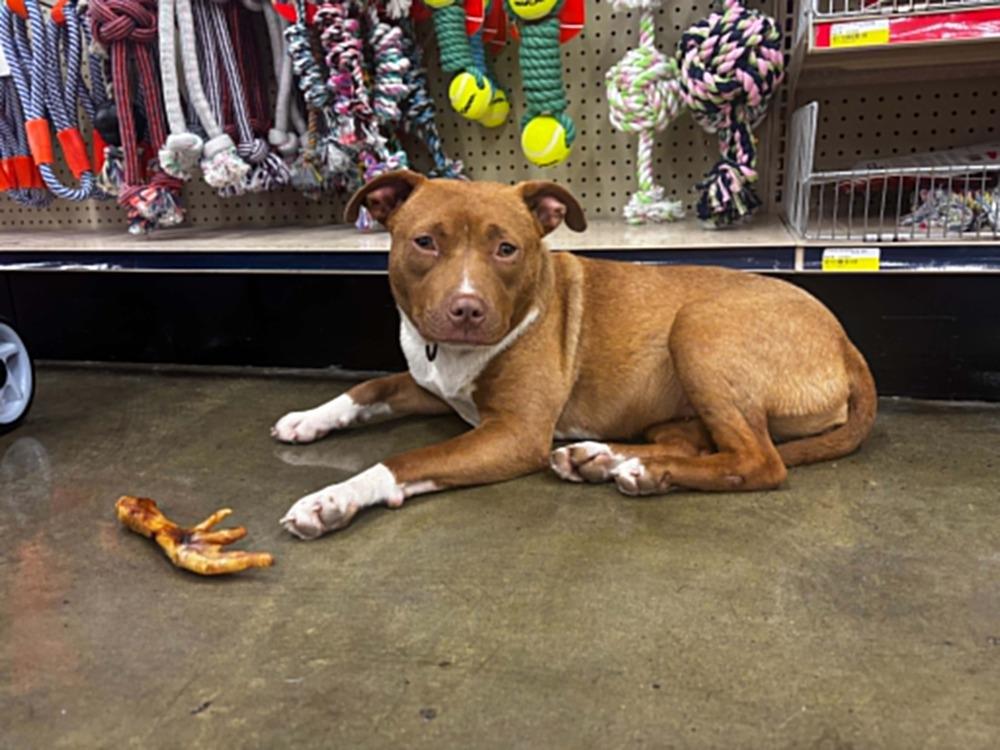 Enlarge Tulip, a Adoptable mixed breed in Dutton, VA image 1/1