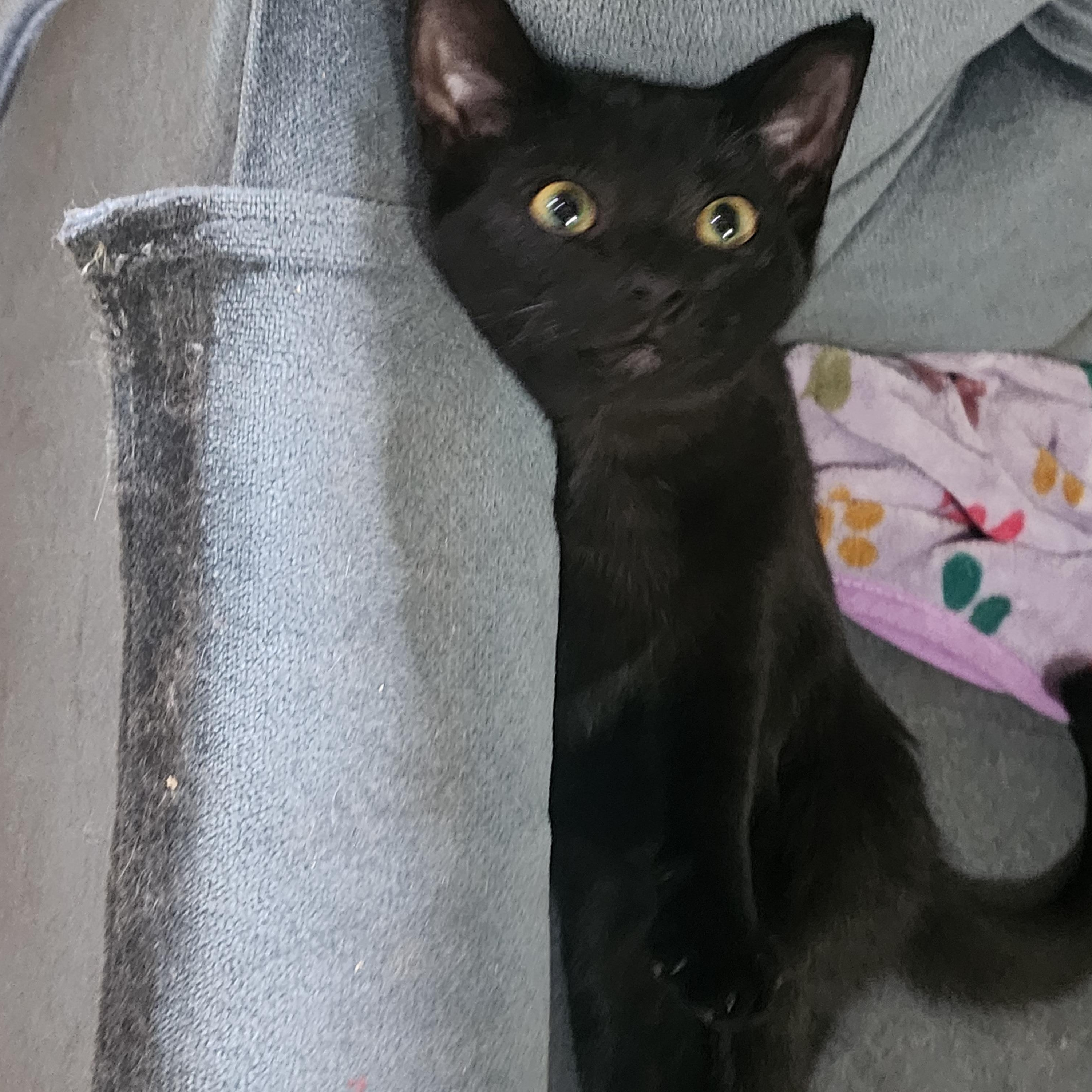 Enlarge Whispurr, a Adopted Domestic Short Hair in EAST LEROY, MI image 3/3