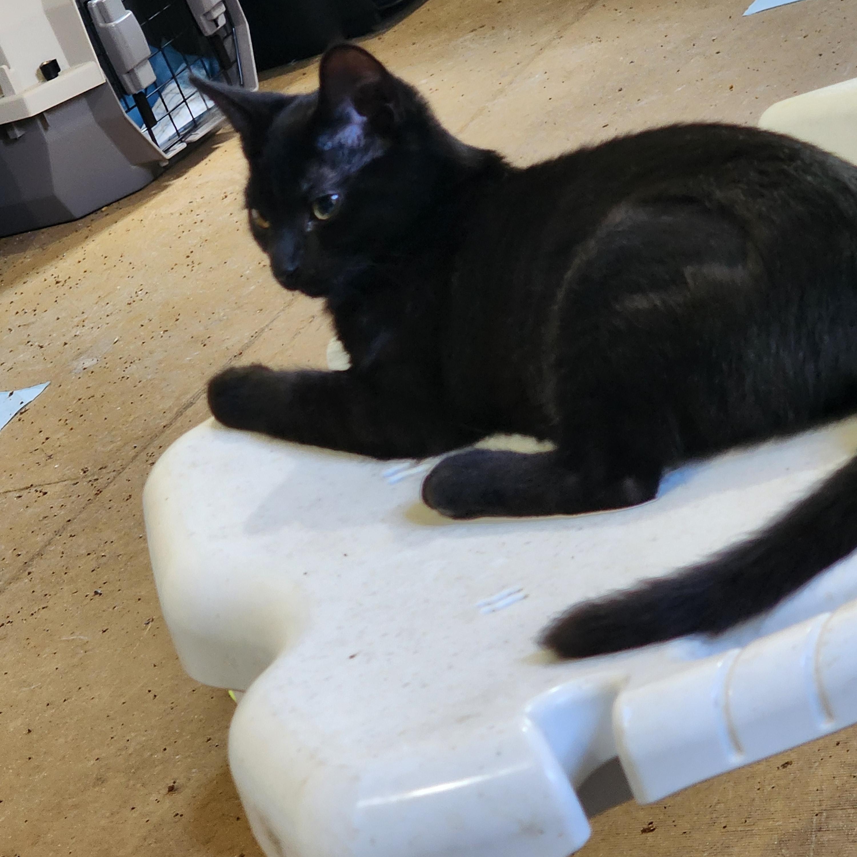 Whispurr, Adopted, Young Female Domestic Short Hair.