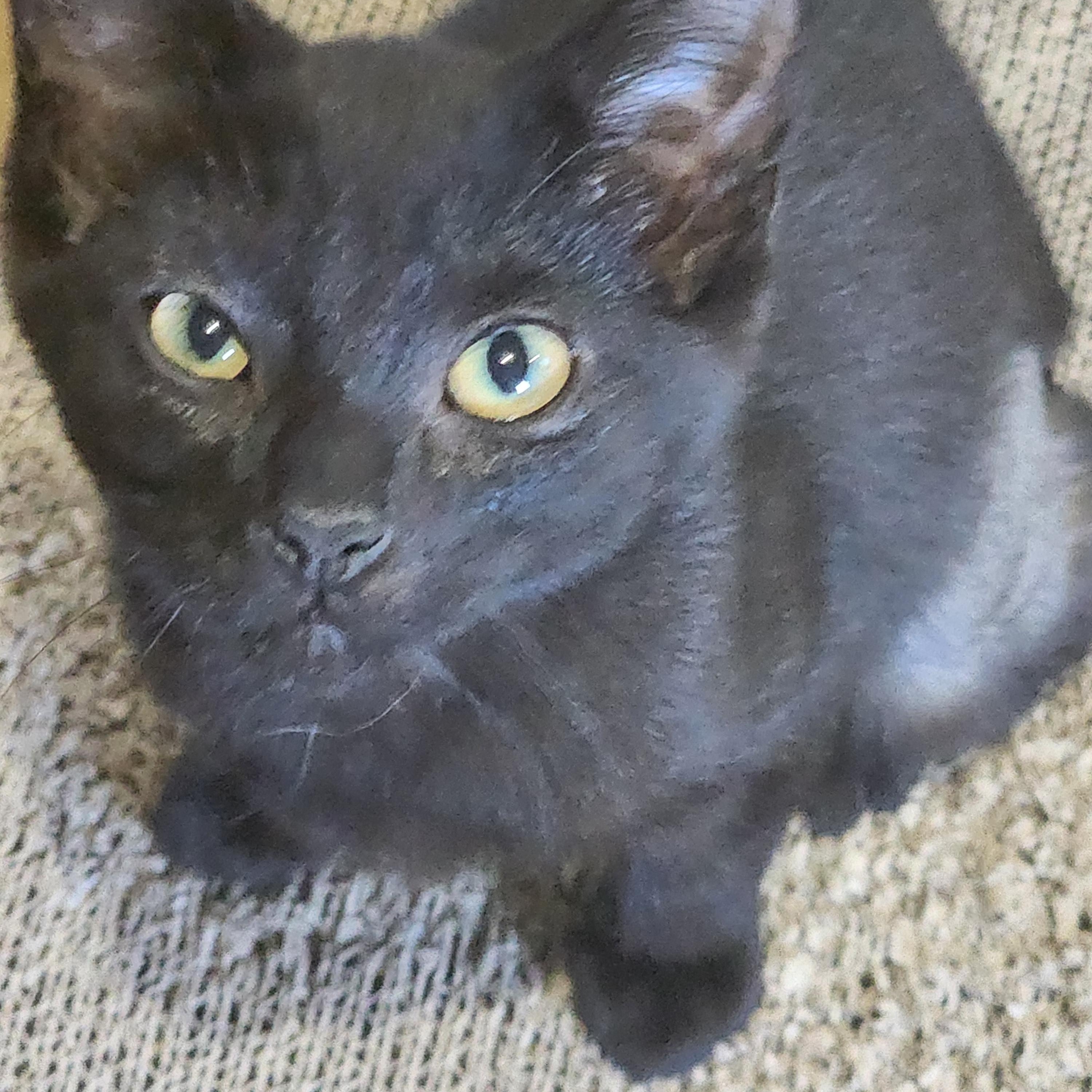 Enlarge Whispurr, a Adopted Domestic Short Hair in EAST LEROY, MI image 2/3